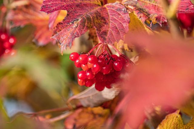 ✨Job Opportunity✨
We are looking for enthusiastic, hard working people to join our gardening team. We have got lots of new exciting projects coming up so please get in touch for more details.#greattewestate #greattew #autumn #berries #jobopportunity
📸 @manonfosb