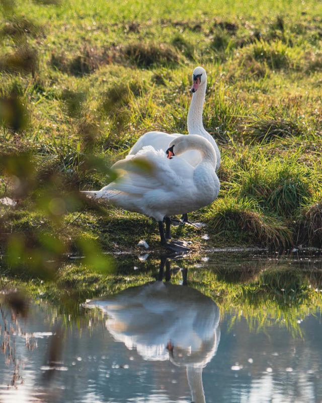This pair of swans have taken up residence on the Estate 🦢 Did you know that all swans belong to the Queen?
📸 @manonfosb
#swan #swans #royal #greattewestate